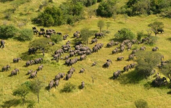 Great Elephant Census